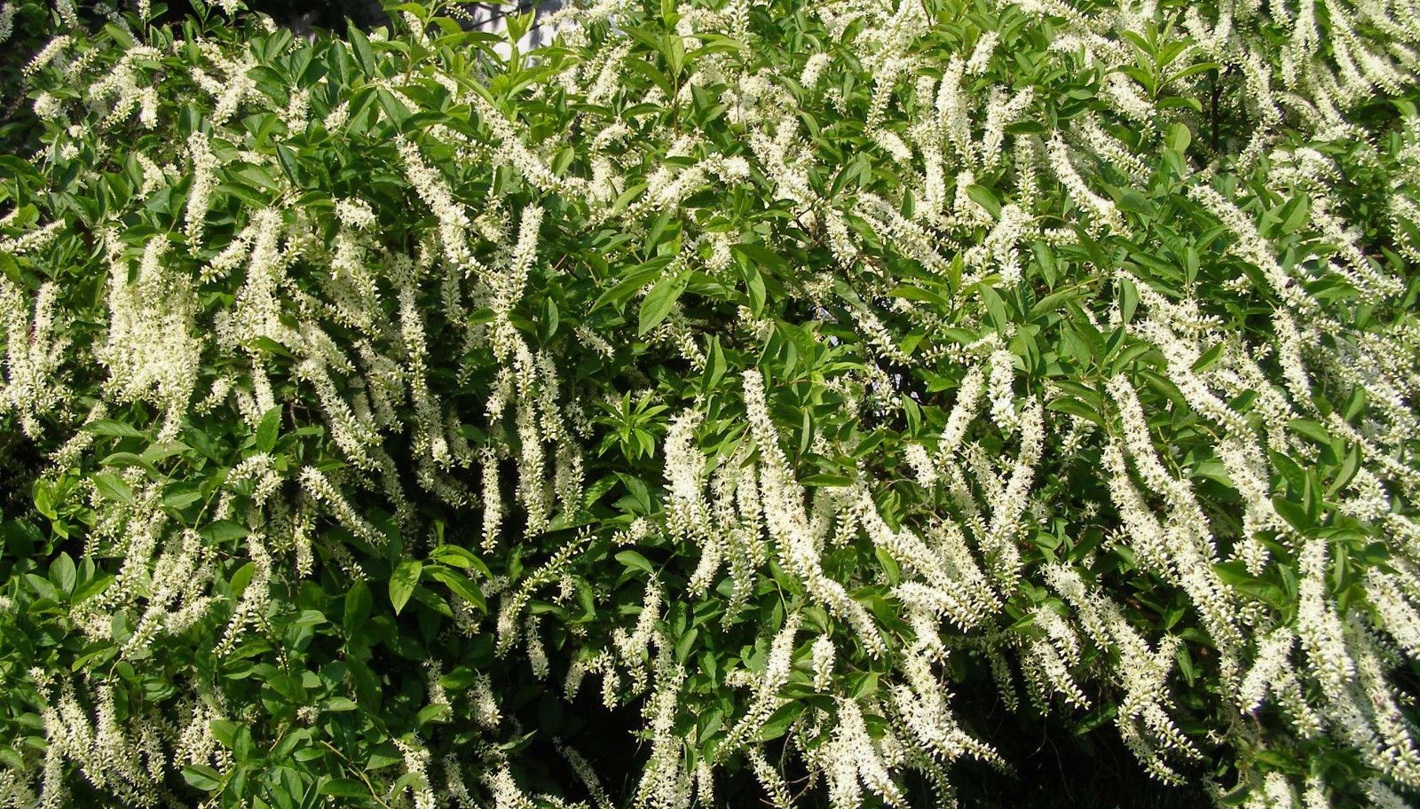 Itea virginica 'Merlot'